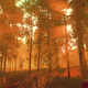 Image for article titled Firewatch's Fancy "Screenshot" Mode Is Fantastic